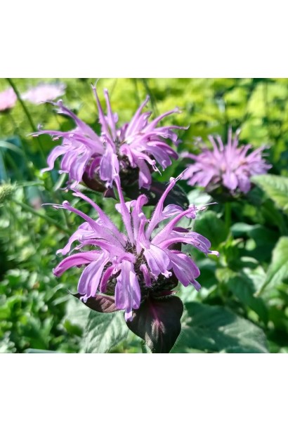 Monarda didyma Блю Мун у період цвітіння
